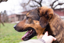 SANAJ, Hund, Mischlingshund in Kroatien - Bild 1