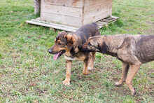 SANAJ, Hund, Mischlingshund in Kroatien - Bild 3