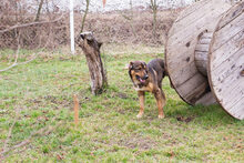 SANAJ, Hund, Mischlingshund in Kroatien - Bild 4