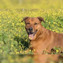 TAYSON, Hund, Mischlingshund in Spanien - Bild 1