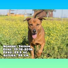 TAYSON, Hund, Mischlingshund in Spanien - Bild 2