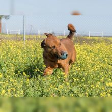 TAYSON, Hund, Mischlingshund in Spanien - Bild 3