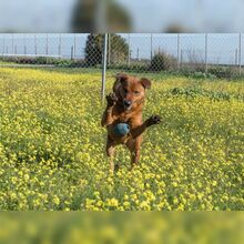 TAYSON, Hund, Mischlingshund in Spanien - Bild 8