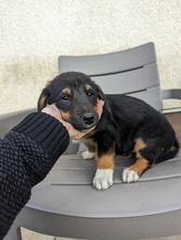 FLIPPER, Hund, Mischlingshund in Bosnien und Herzegowina - Bild 2