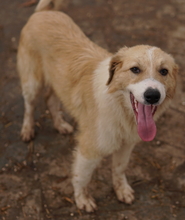 ALRAKIS, Hund, Mischlingshund in Griechenland - Bild 10