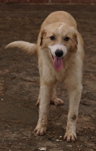 ALRAKIS, Hund, Mischlingshund in Griechenland - Bild 11