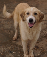 ALRAKIS, Hund, Mischlingshund in Griechenland - Bild 13