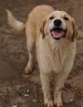 ALRAKIS, Hund, Mischlingshund in Griechenland - Bild 14