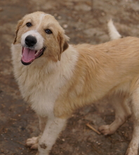 ALRAKIS, Hund, Mischlingshund in Griechenland - Bild 15