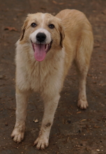 ALRAKIS, Hund, Mischlingshund in Griechenland - Bild 17