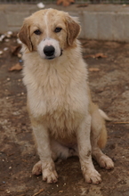 ALRAKIS, Hund, Mischlingshund in Griechenland - Bild 18