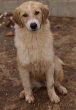 ALRAKIS, Hund, Mischlingshund in Griechenland - Bild 19