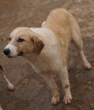 ALRAKIS, Hund, Mischlingshund in Griechenland - Bild 3