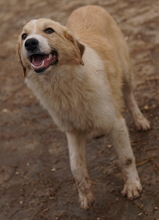 ALRAKIS, Hund, Mischlingshund in Griechenland - Bild 4