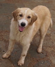 ALRAKIS, Hund, Mischlingshund in Griechenland - Bild 6