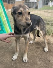 ATLANTA, Hund, Mischlingshund in Griechenland - Bild 2