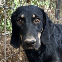 BLUEBERRY, Hund, Mischlingshund in Griechenland - Bild 1