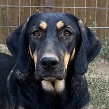 CAKE, Hund, Mischlingshund in Griechenland - Bild 1