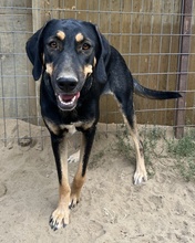 CAKE, Hund, Mischlingshund in Griechenland - Bild 2