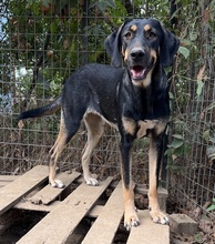 CAKE, Hund, Mischlingshund in Griechenland - Bild 3