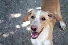 CALIPPO, Hund, Mischlingshund in Spanien - Bild 1