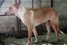 CALIPPO, Hund, Mischlingshund in Spanien - Bild 12