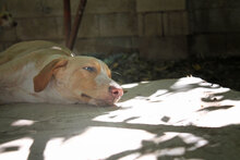 CALIPPO, Hund, Mischlingshund in Spanien - Bild 13