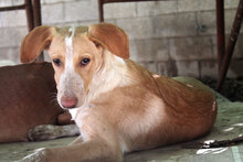 CALIPPO, Hund, Mischlingshund in Spanien - Bild 2