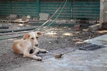 CALIPPO, Hund, Mischlingshund in Spanien - Bild 3