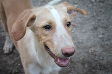 CALIPPO, Hund, Mischlingshund in Spanien - Bild 4