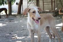 CALIPPO, Hund, Mischlingshund in Spanien - Bild 5