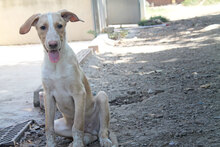 CALIPPO, Hund, Mischlingshund in Spanien - Bild 6