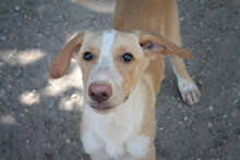 CALIPPO, Hund, Mischlingshund in Spanien - Bild 7