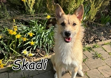 SKADI, Hund, Siberian Husky-Mix in Slowakische Republik