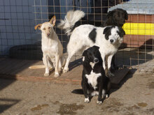 MONA, Hund, Mischlingshund in Bulgarien - Bild 11