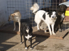 MONA, Hund, Mischlingshund in Bulgarien - Bild 13