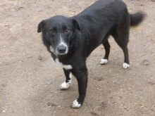 MONA, Hund, Mischlingshund in Bulgarien - Bild 14