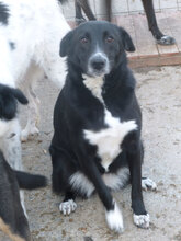 MONA, Hund, Mischlingshund in Bulgarien - Bild 15