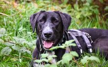 BONNY, CA. 2 JAHRE, Hund, Mischlingshund in Bremen - Bild 1