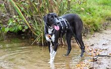 BONNY, CA. 2 JAHRE, Hund, Mischlingshund in Bremen - Bild 4