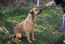 QUINCY, Hund, Mischlingshund in Kroatien - Bild 5