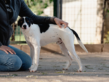 TEO, Hund, Mischlingshund in Spanien - Bild 1