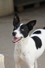 TEO, Hund, Mischlingshund in Spanien - Bild 3