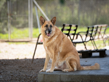 KOBE, Hund, Deutscher Schäferhund-Mix in Spanien - Bild 4