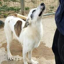 LENNOX, Hund, Mischlingshund in Spanien - Bild 2