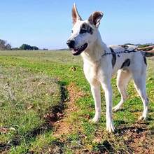 LENNOX, Hund, Mischlingshund in Spanien - Bild 3