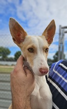 YANKO, Hund, Podenco in Spanien - Bild 1