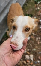 YANKO, Hund, Podenco in Spanien - Bild 2