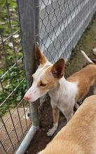 YANKO, Hund, Podenco in Spanien - Bild 4