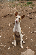 YANKO, Hund, Podenco in Spanien - Bild 6